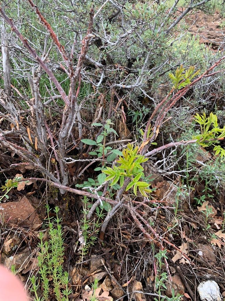 RHUS GLABRA BARK/BERRY/ROOT EXTRACT 4