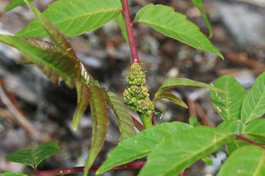 RHUS GLABRA BARK/BERRY/ROOT EXTRACT 1