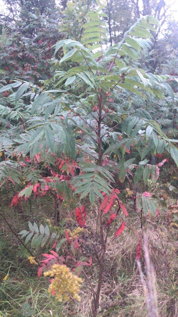 RHUS GLABRA BARK/BERRY/ROOT EXTRACT 2