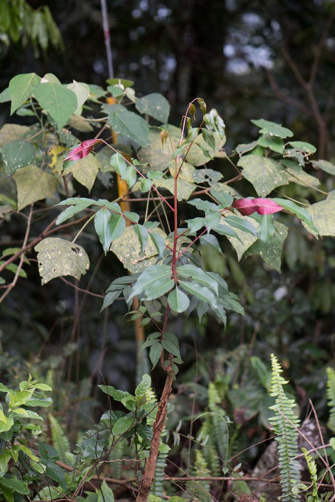 RHUS SUCCEDANEA FRUIT CERA 1