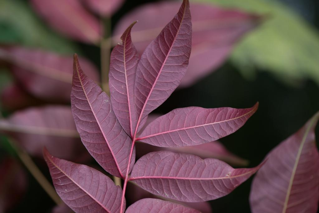 RHUS SUCCEDANEA FRUIT CERA 2