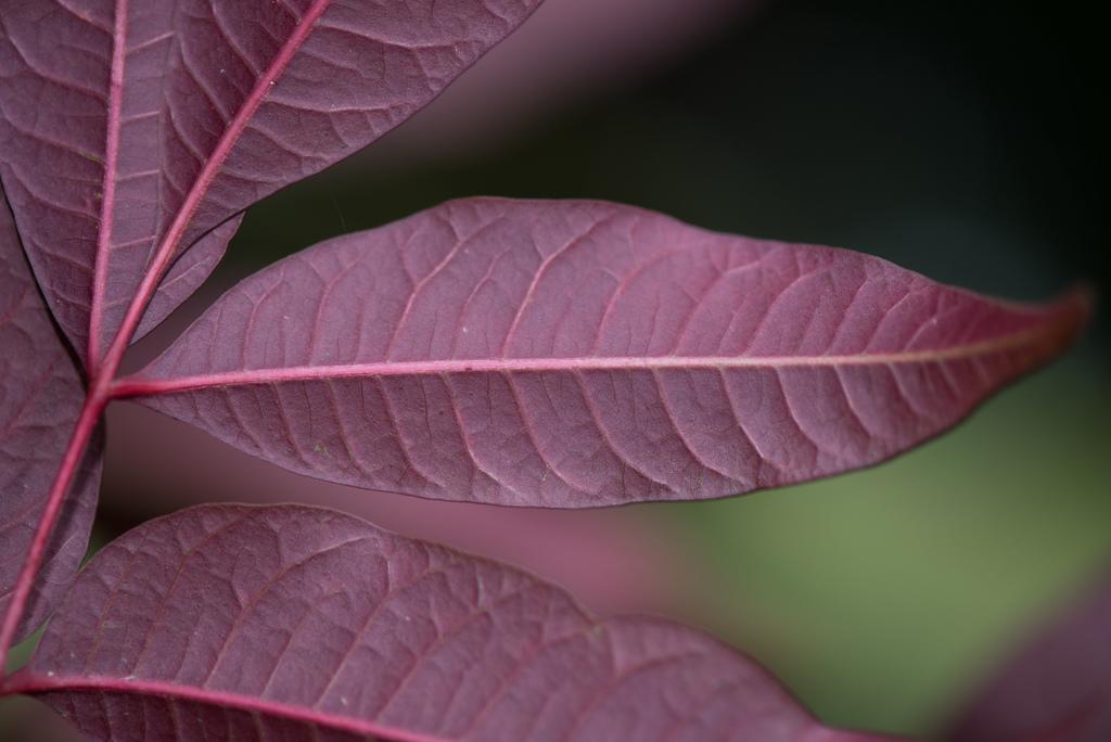 RHUS SUCCEDANEA FRUIT CERA 3