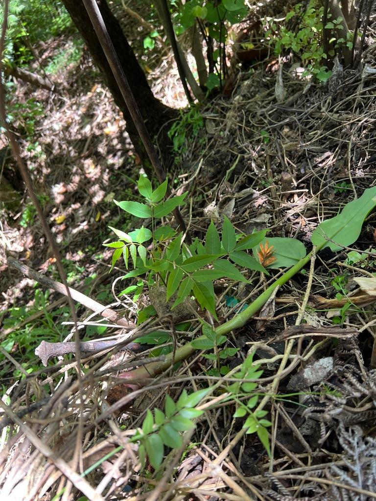 RHUS SUCCEDANEA FRUIT CERA 4
