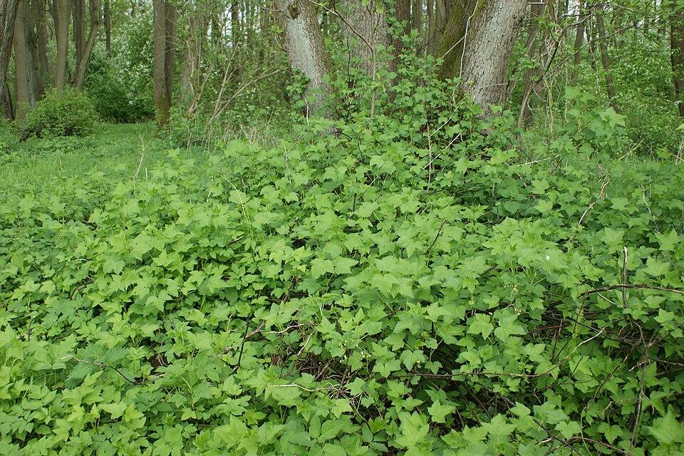 Ribes nigrum (Black Currant) bud extract 4