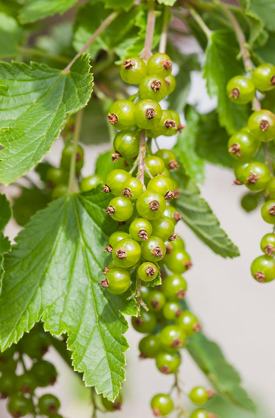 Ribes rubrum (Currant) seed oil 3