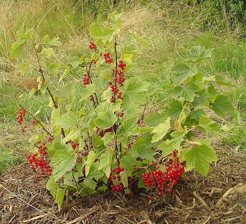 Ribes rubrum (Currant) seed oil 2