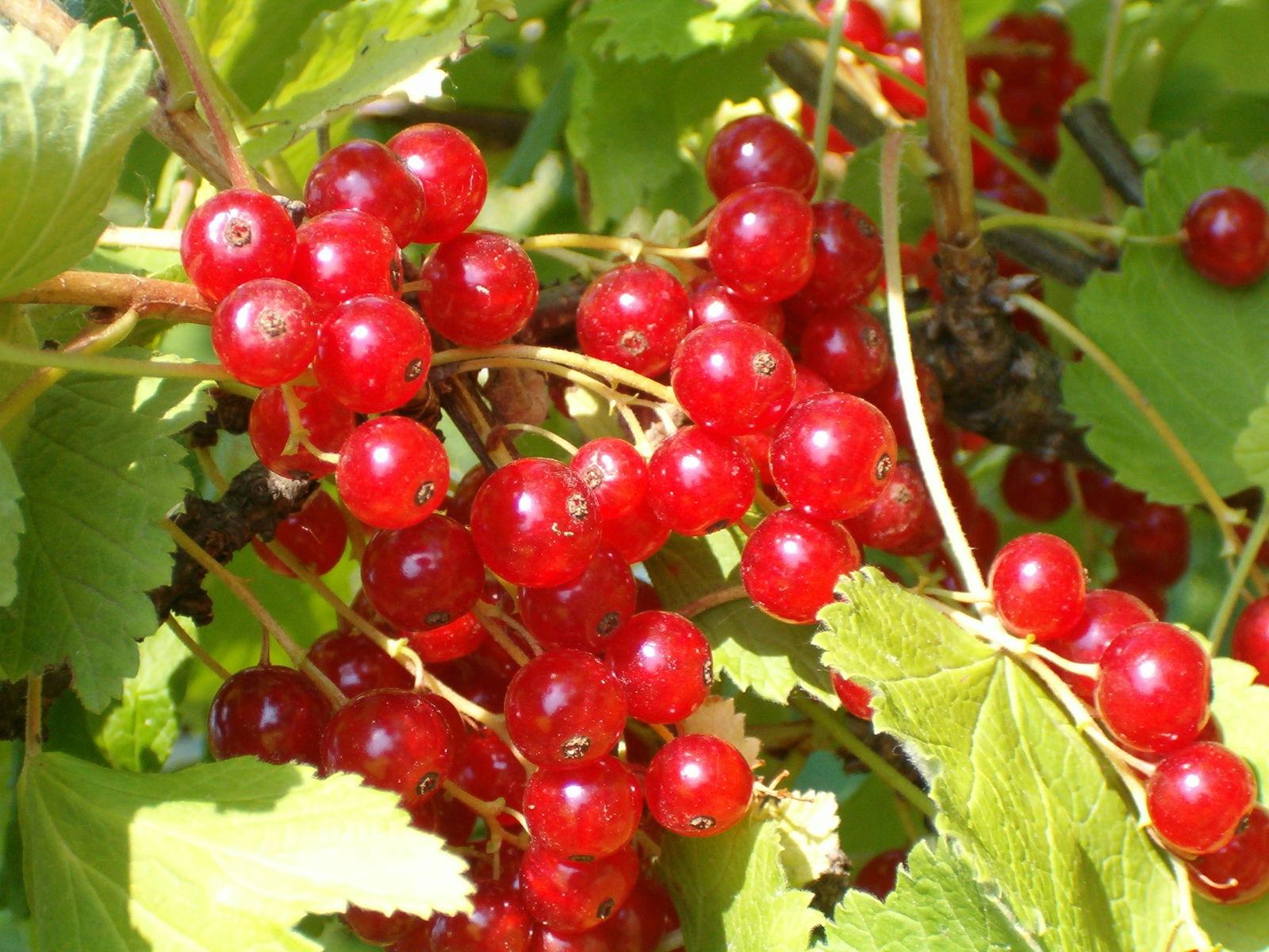 Ribes rubrum (Currant) seed oil 5