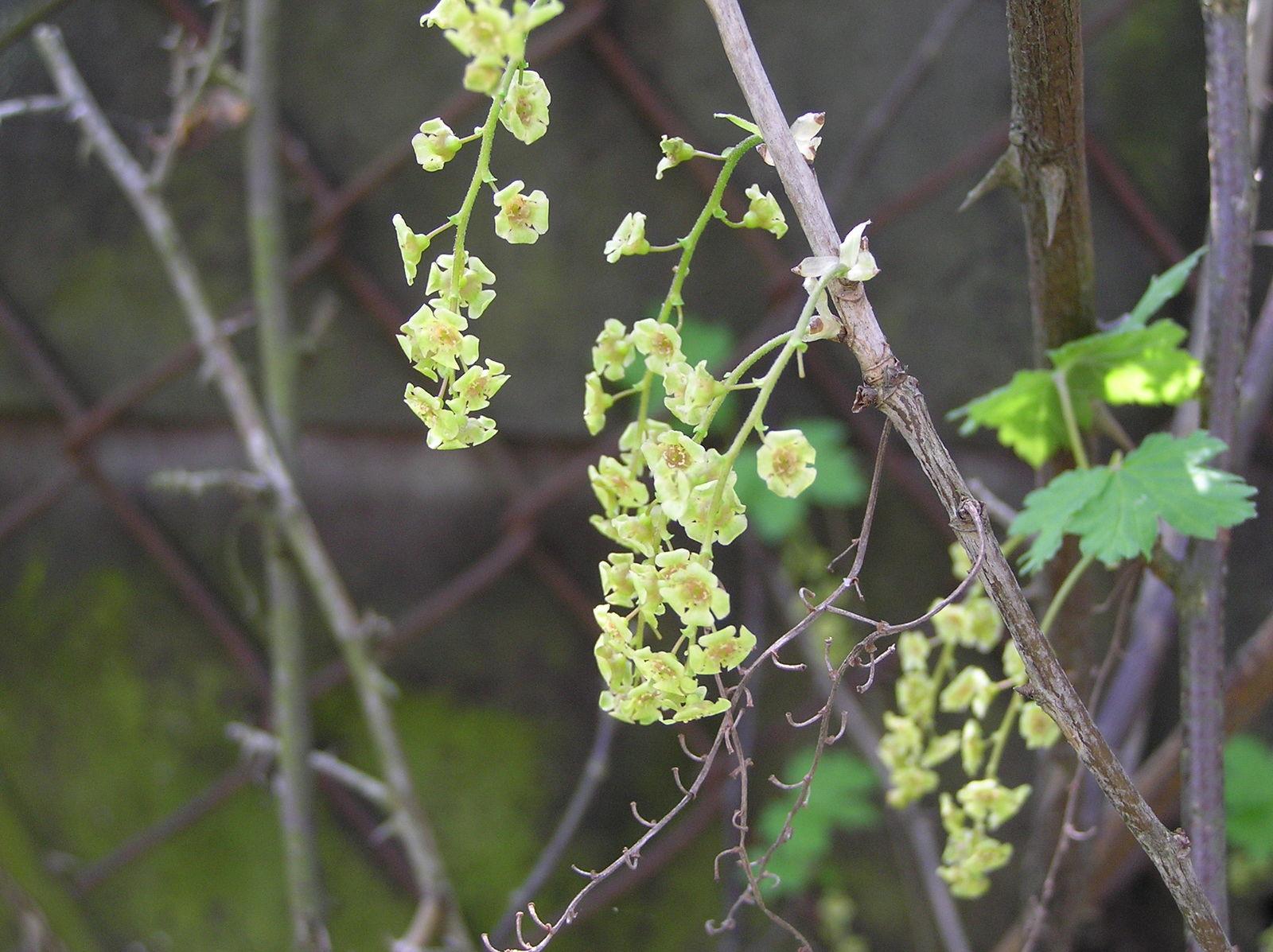 Ribes rubrum (Currant) seed oil 6