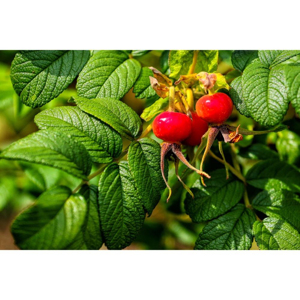 Rosa canina fruit extract 1