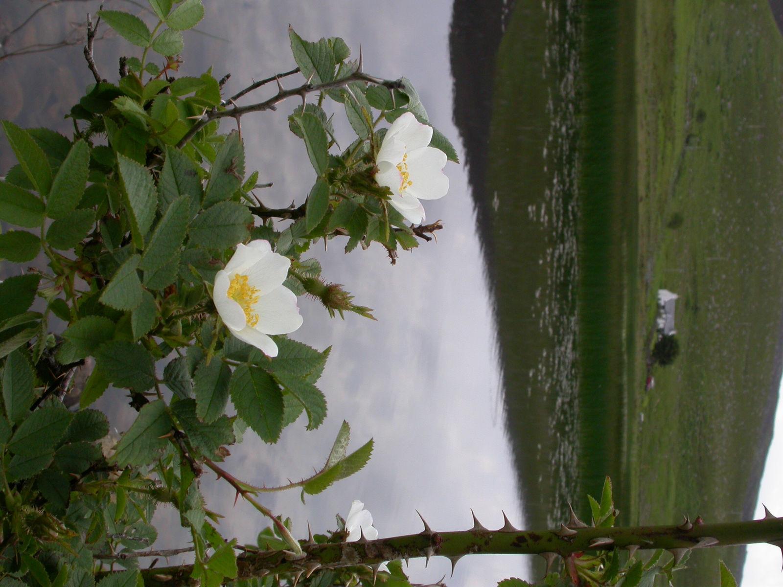 Rosa canina fruit extract 4