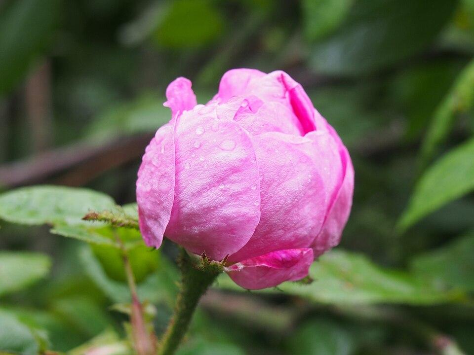 Rosa centifolia bud extract 2