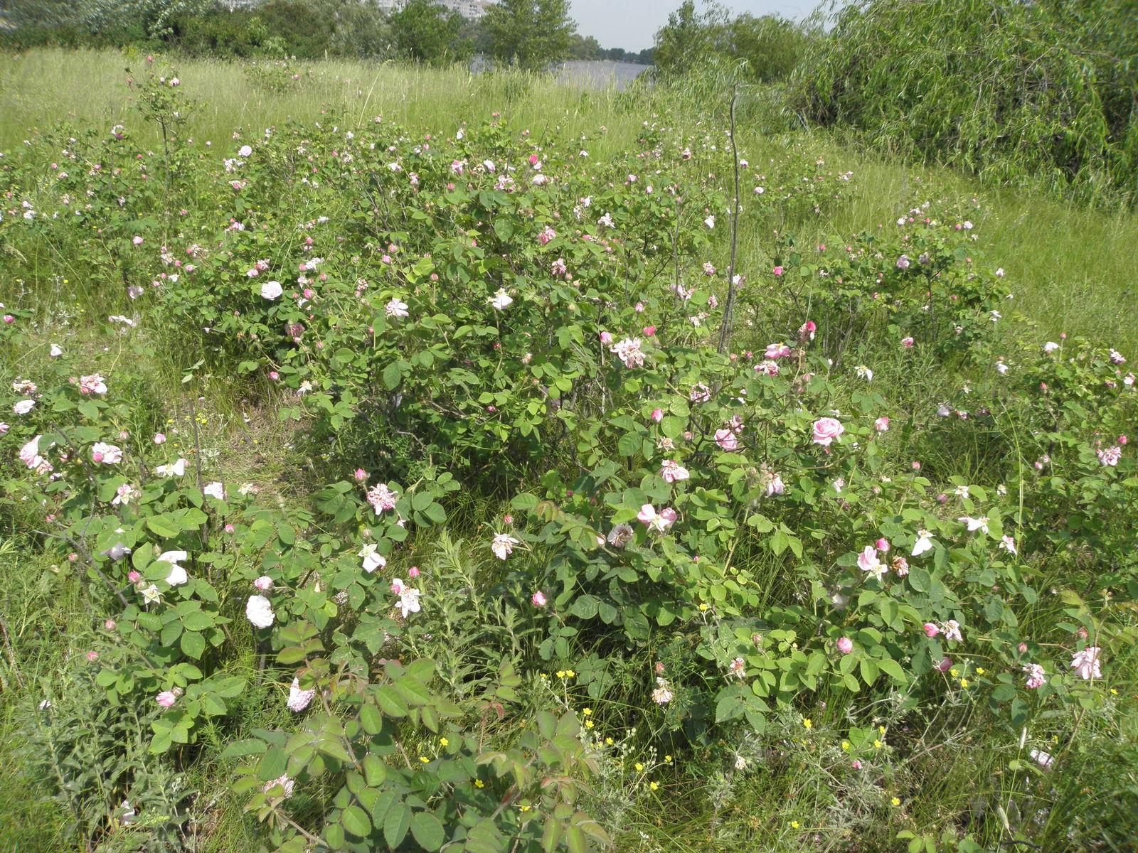 Rosa centifolia bud extract 5