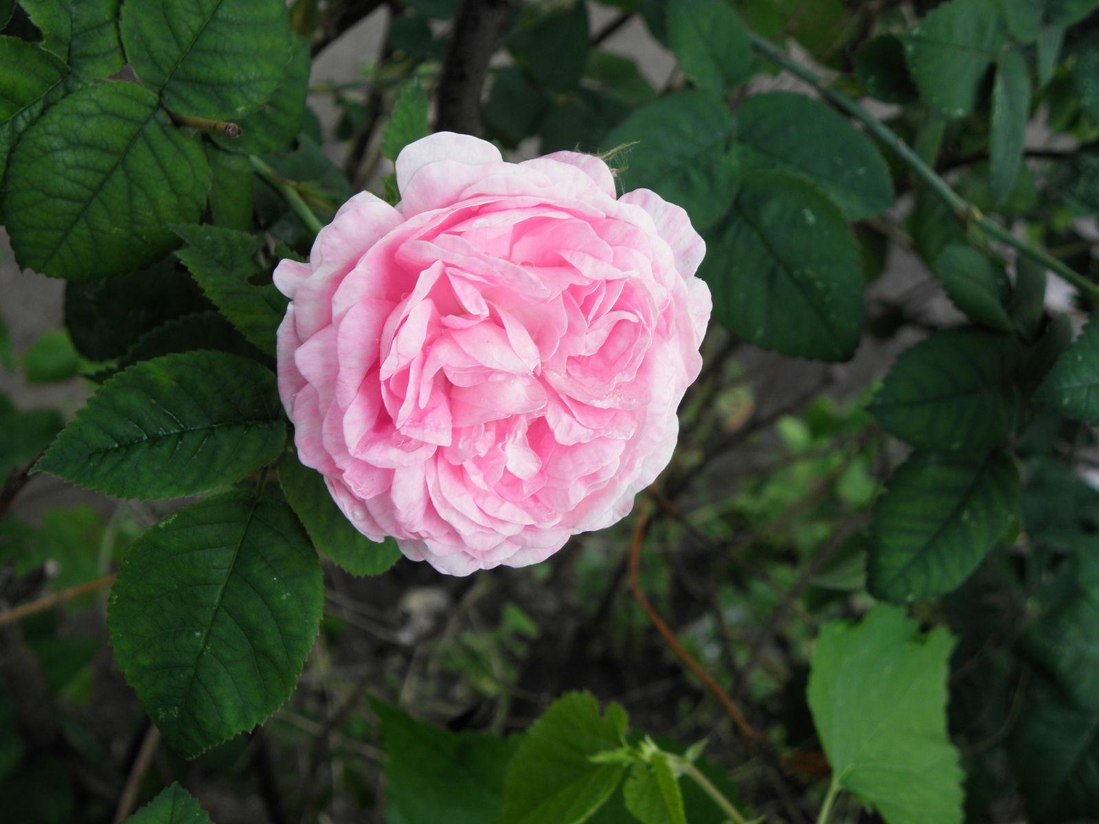 Rosa centifolia bud extract 6