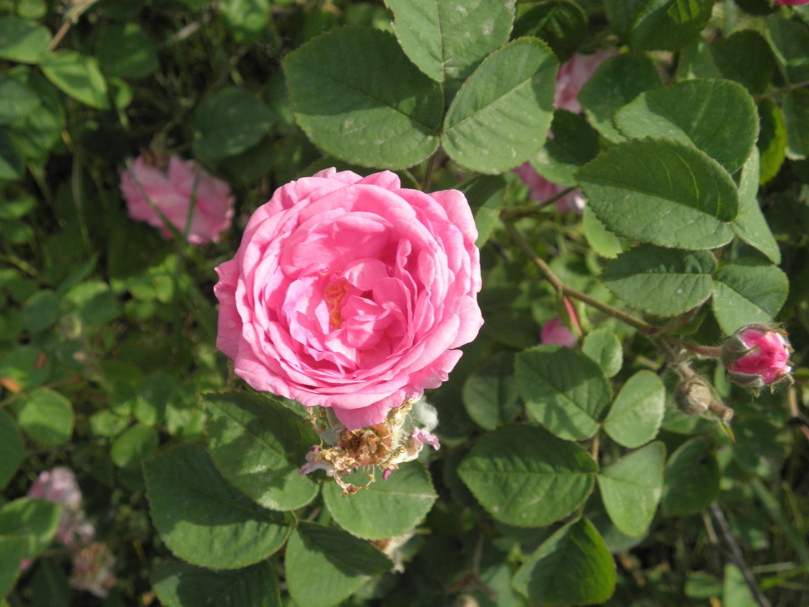 Rosa centifolia extract 7