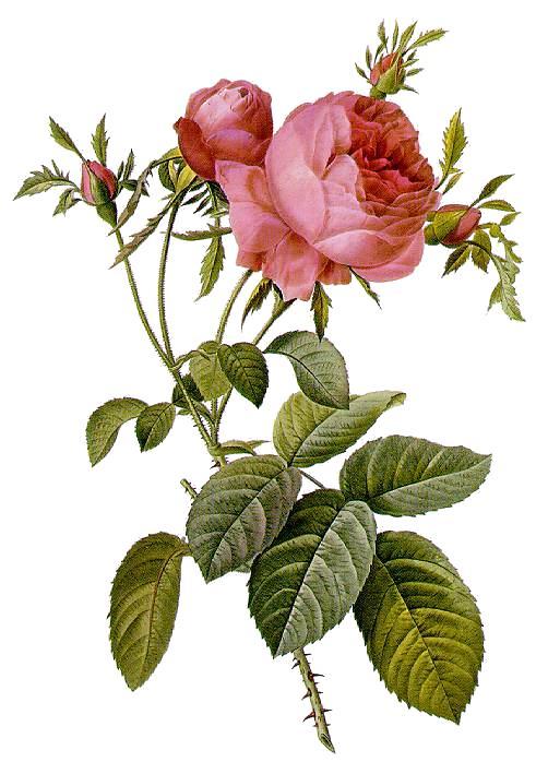 Rosa centifolia flower powder 1