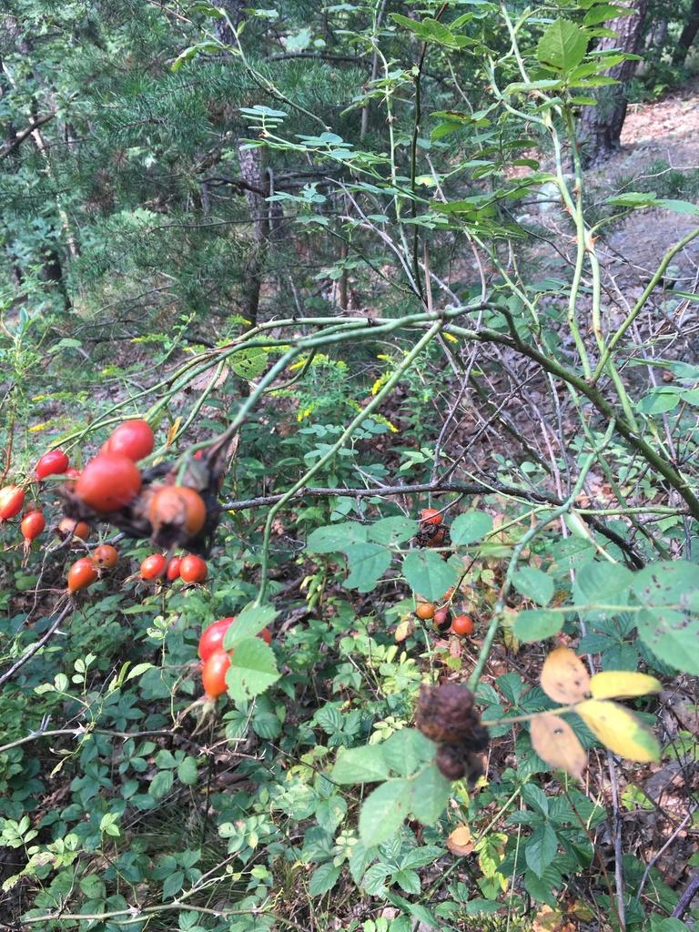 Rosa Rubiginosa Seed Oil 4