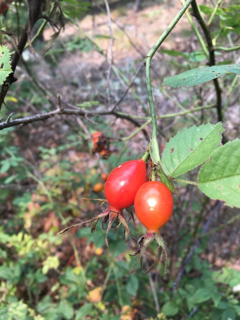 Rosa Rubiginosa Seed Oil 3