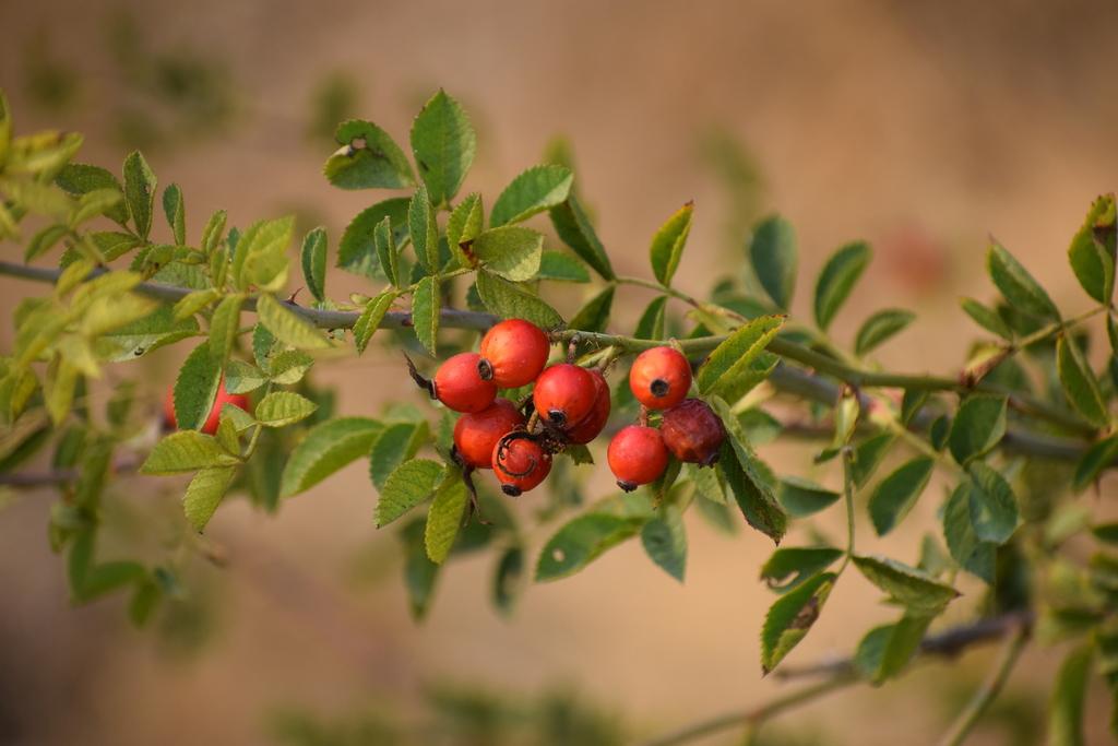 Rosa Rubiginosa Seed Oil 1