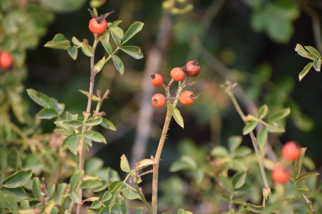 Rosa Rubiginosa Seed Oil 2