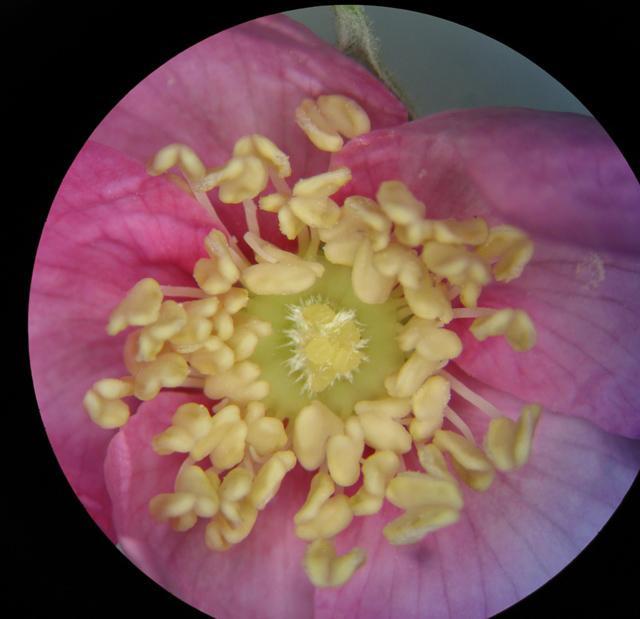 Rose, Pink 9