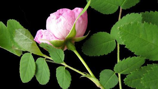Rose, Pink 8
