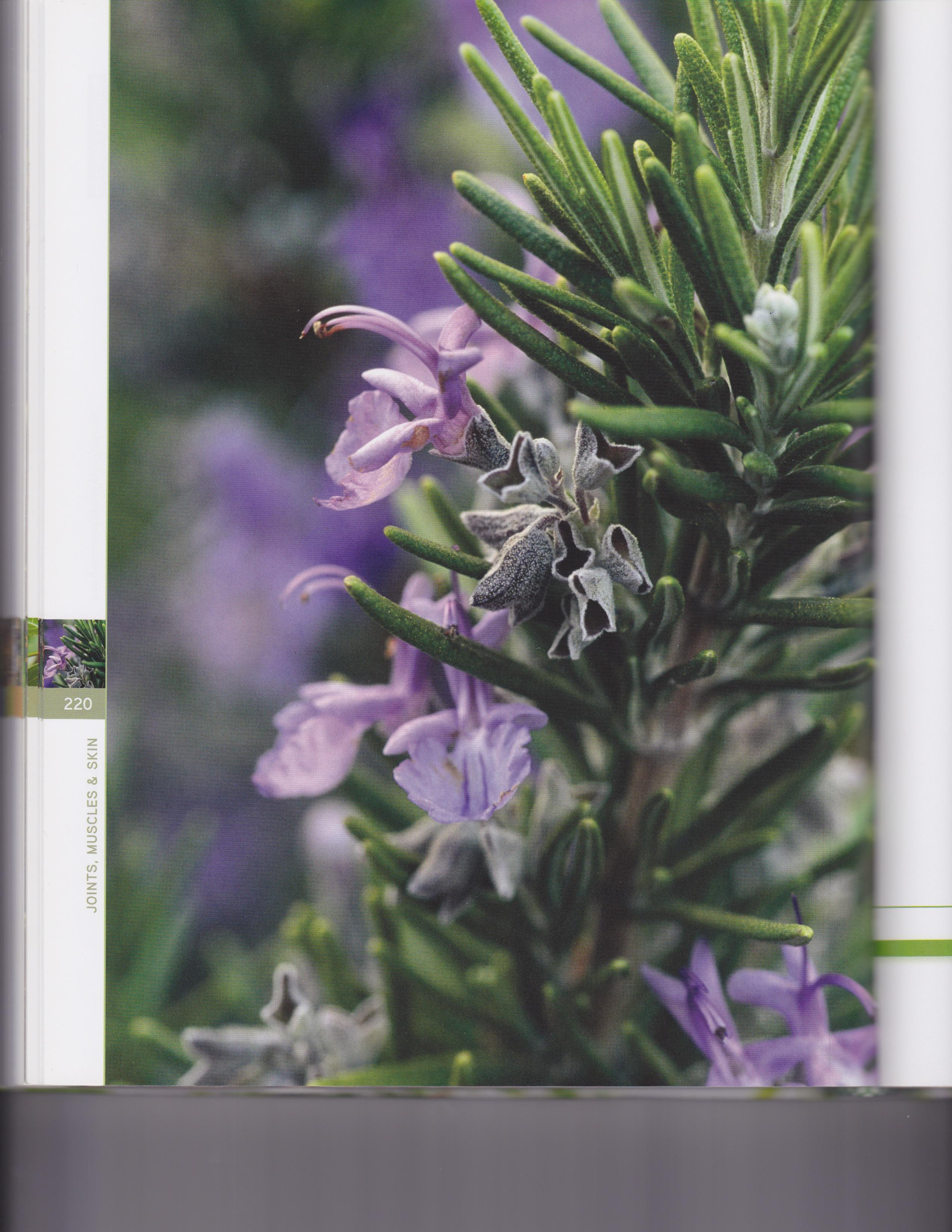 Rosemary 3