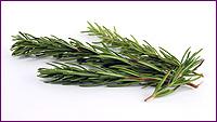 Rosemary 5