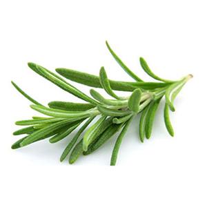 Rosemary 1