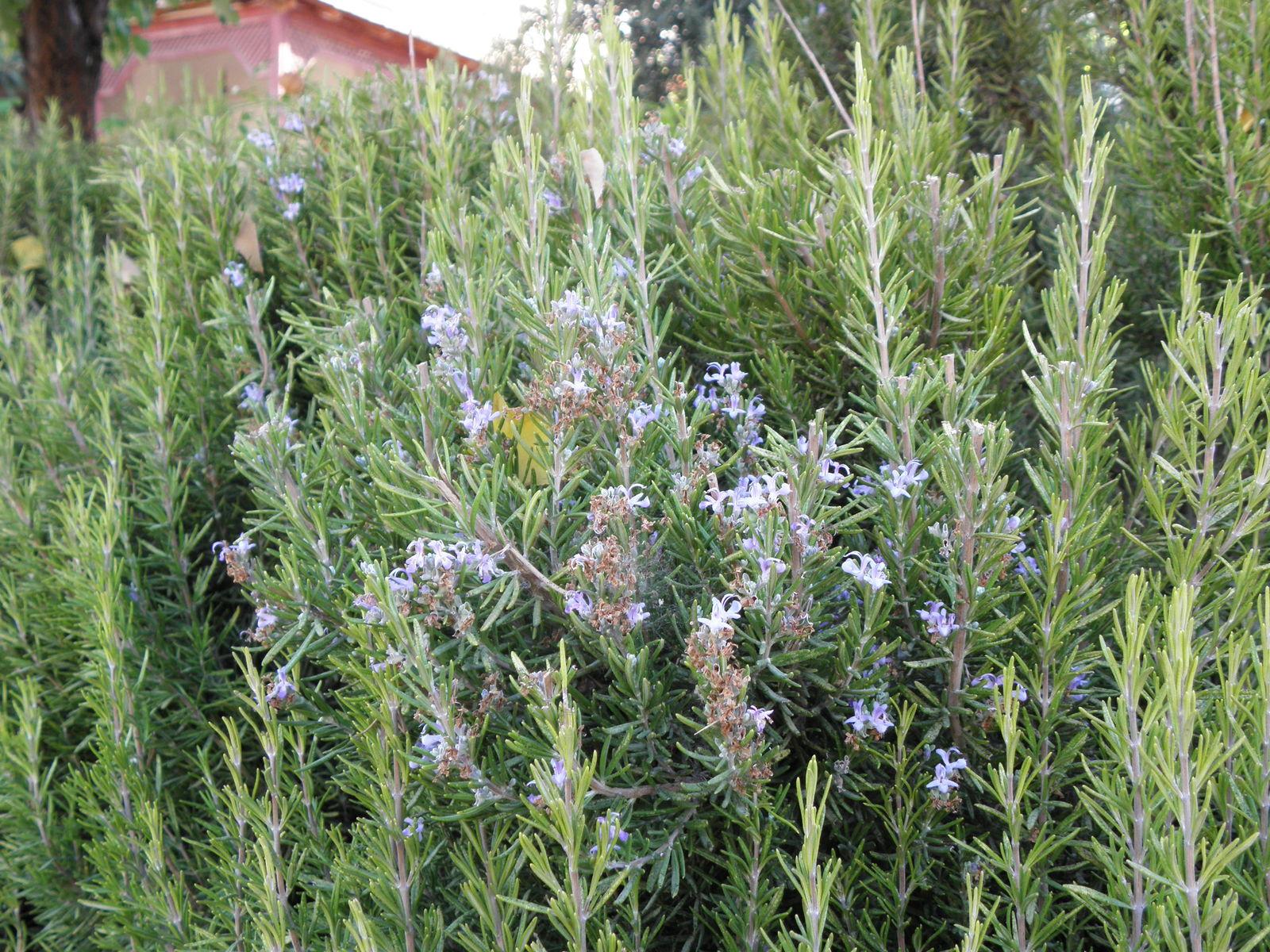 Rosmarinus officinalis (Rosemary) flower/leaf/stem extract 3