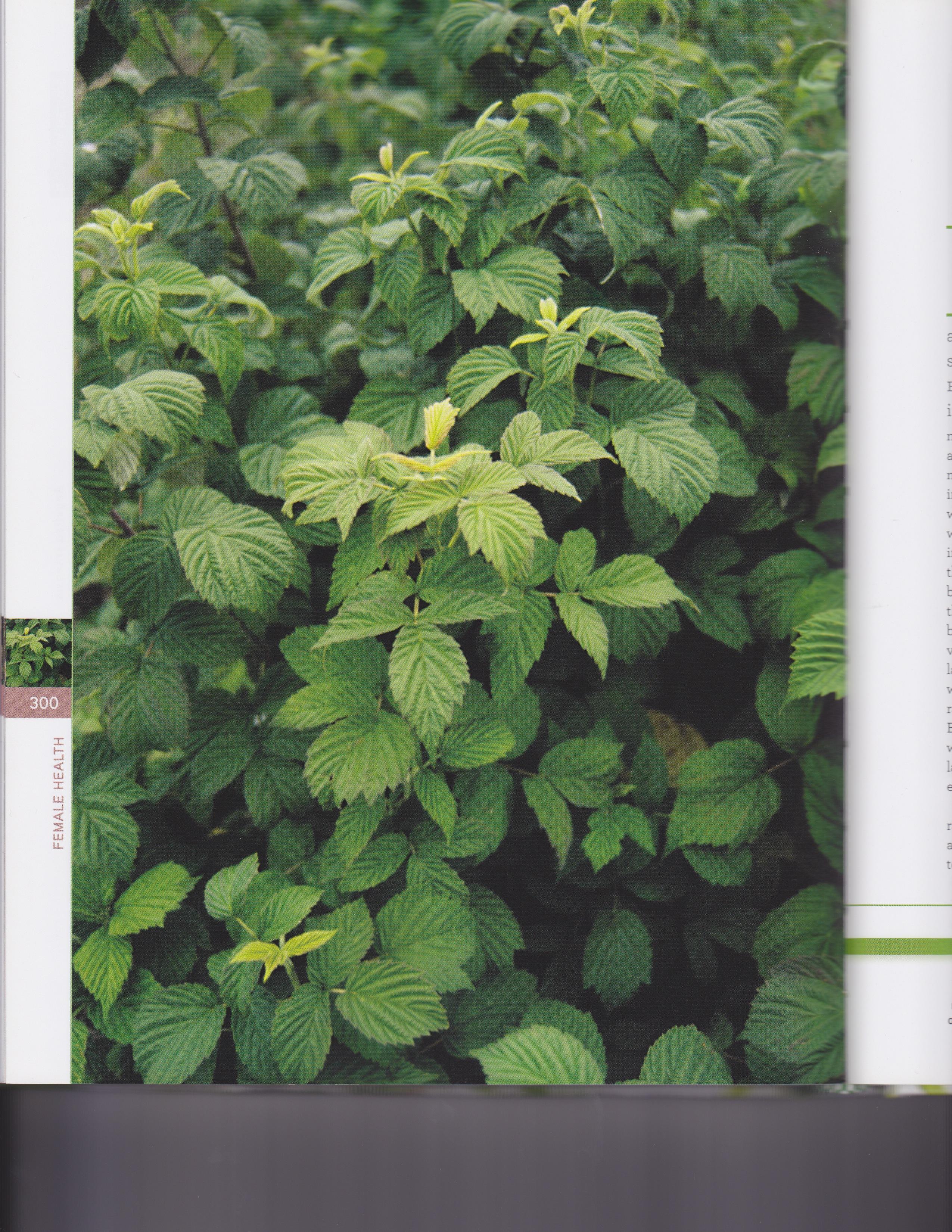 Rubus idaeus (Raspberry) fruit extract 5