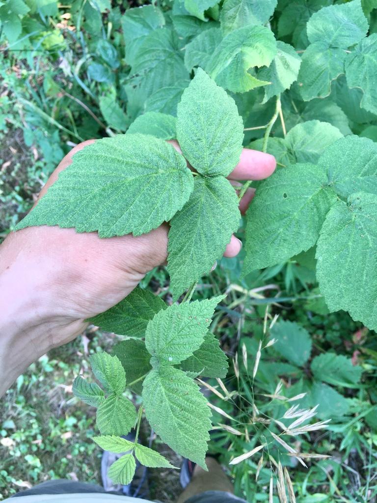 Rubus Idaeus (Raspberry) Leaf Extract 2