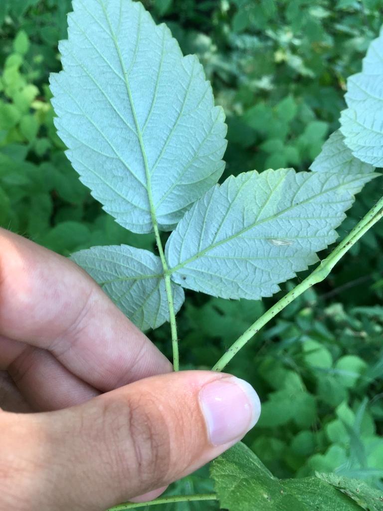 Rubus Idaeus (Raspberry) Leaf Extract 3