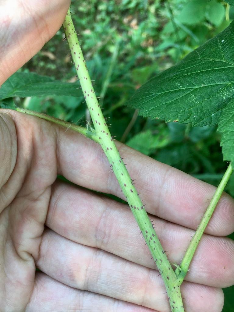 Rubus Idaeus (Raspberry) Leaf Extract 4