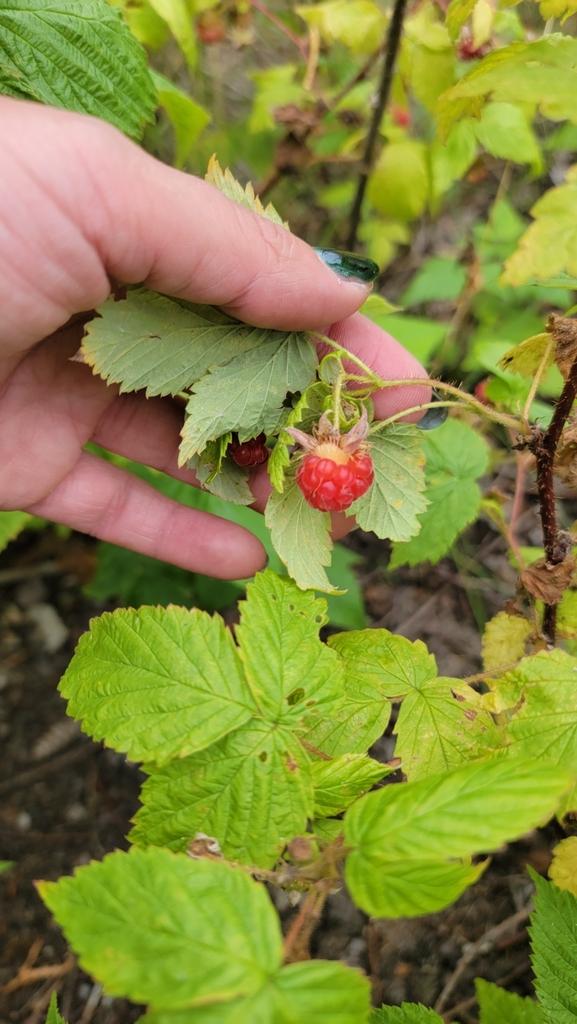 Rubus Idaeus (Raspberry) Leaf Extract 1