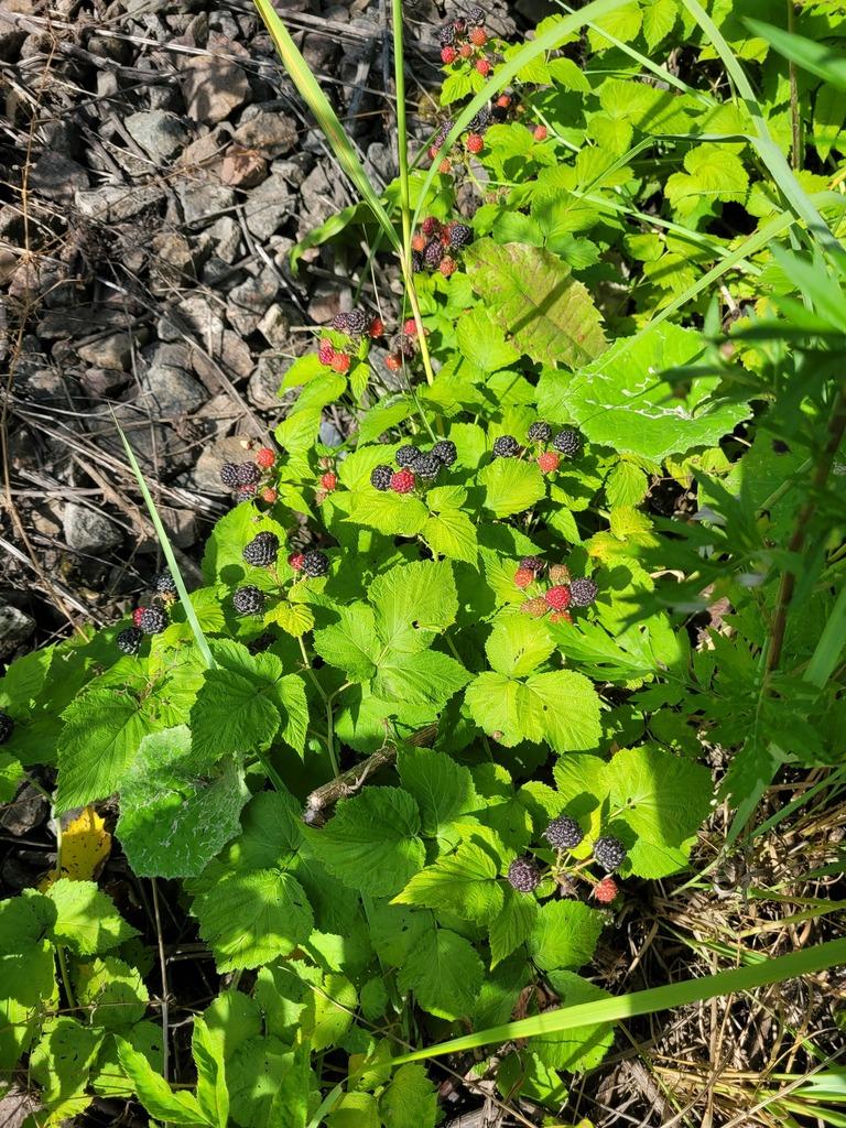 RUBUS OCCIDENTALIS SEED OIL 1