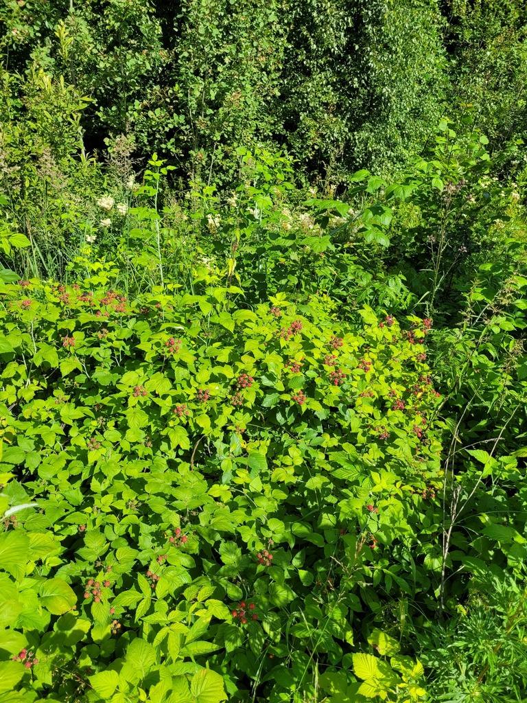 RUBUS OCCIDENTALIS SEED OIL 2