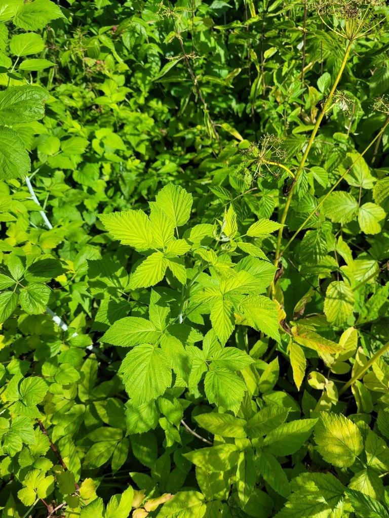 RUBUS OCCIDENTALIS SEED OIL 3