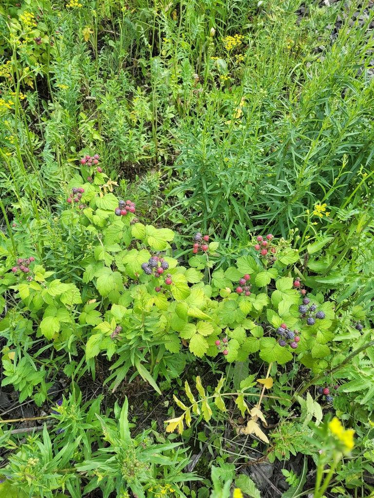 RUBUS OCCIDENTALIS SEED OIL 4