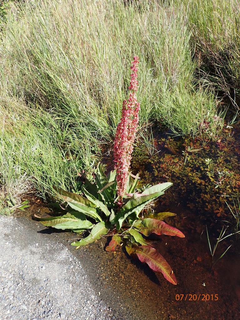 RUMEX OCCIDENTALIS EXTRACT 1