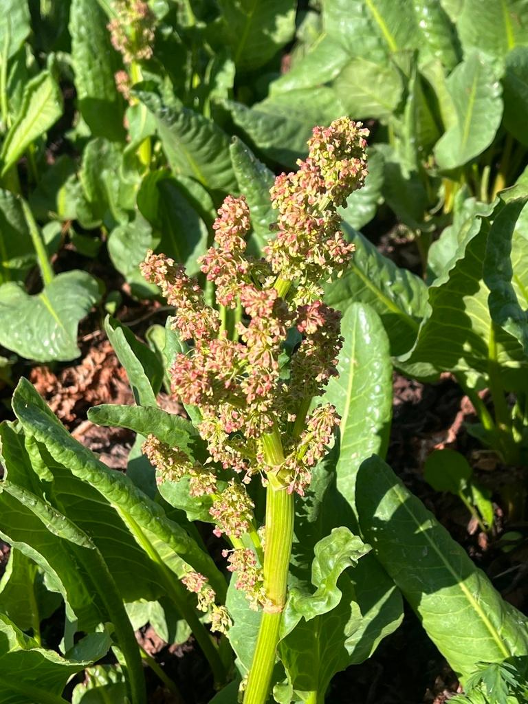 RUMEX OCCIDENTALIS EXTRACT 2