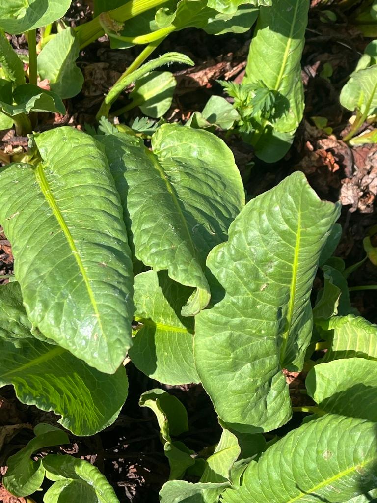 RUMEX OCCIDENTALIS EXTRACT 3