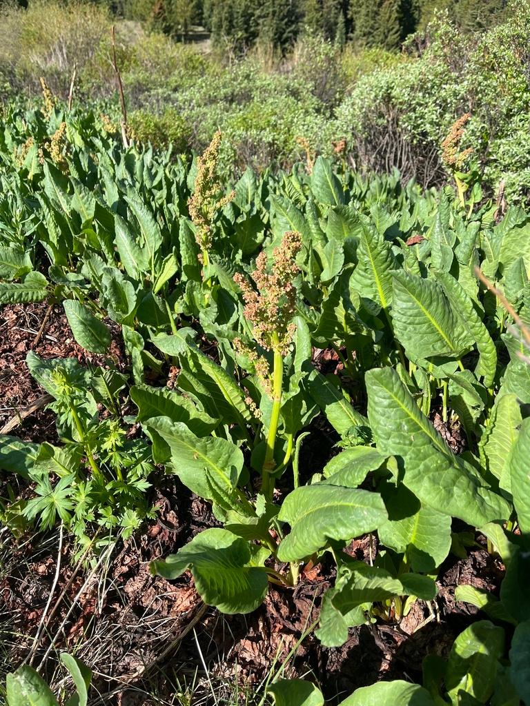 RUMEX OCCIDENTALIS EXTRACT 4