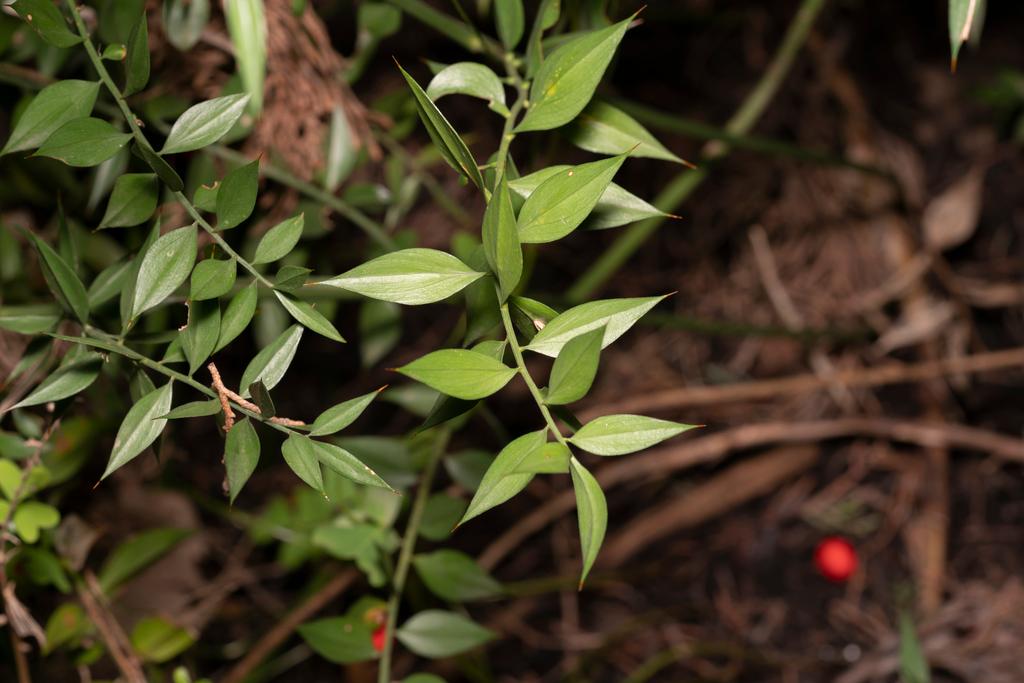 Ruscus Aculeatus Root Extract 3