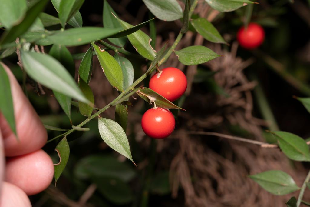 Ruscus Aculeatus Root Extract 1