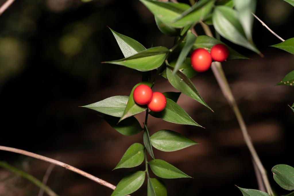 Ruscus Aculeatus Root Extract 4
