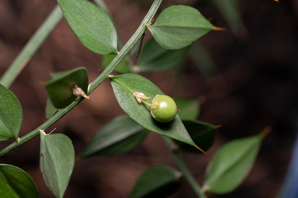 Ruscus Aculeatus Root Extract 2