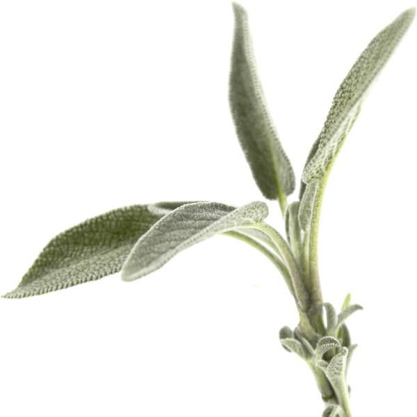 Sage 1