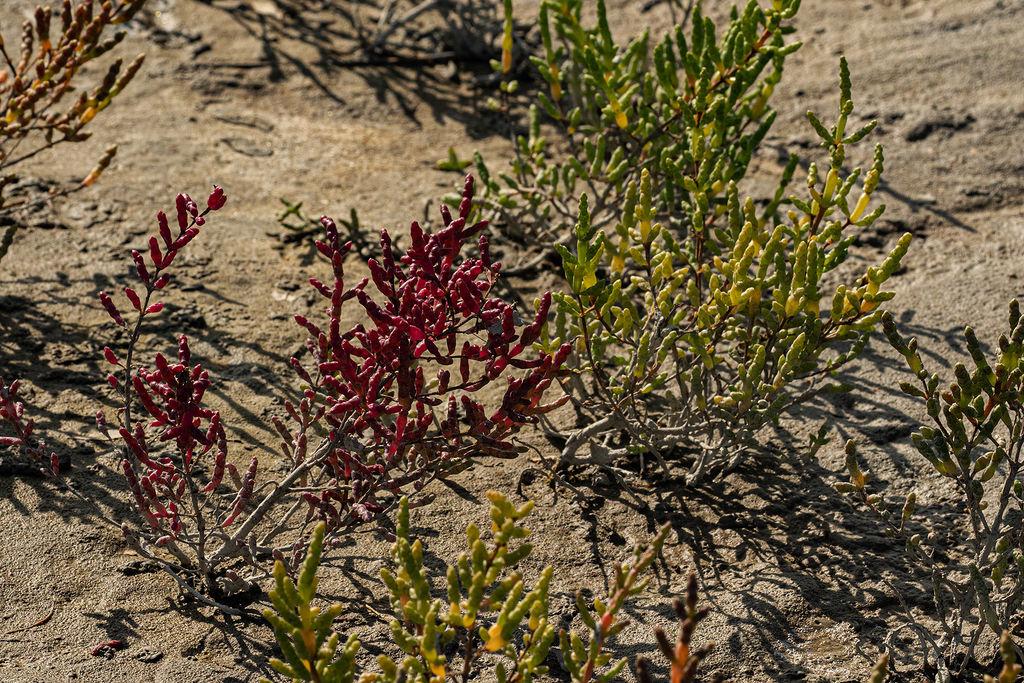 Salicornia herbacea extract 5