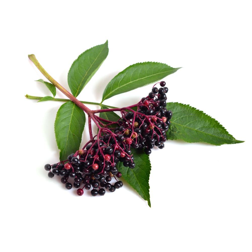 Sambucus Nigra (Elderberry) Extract 10