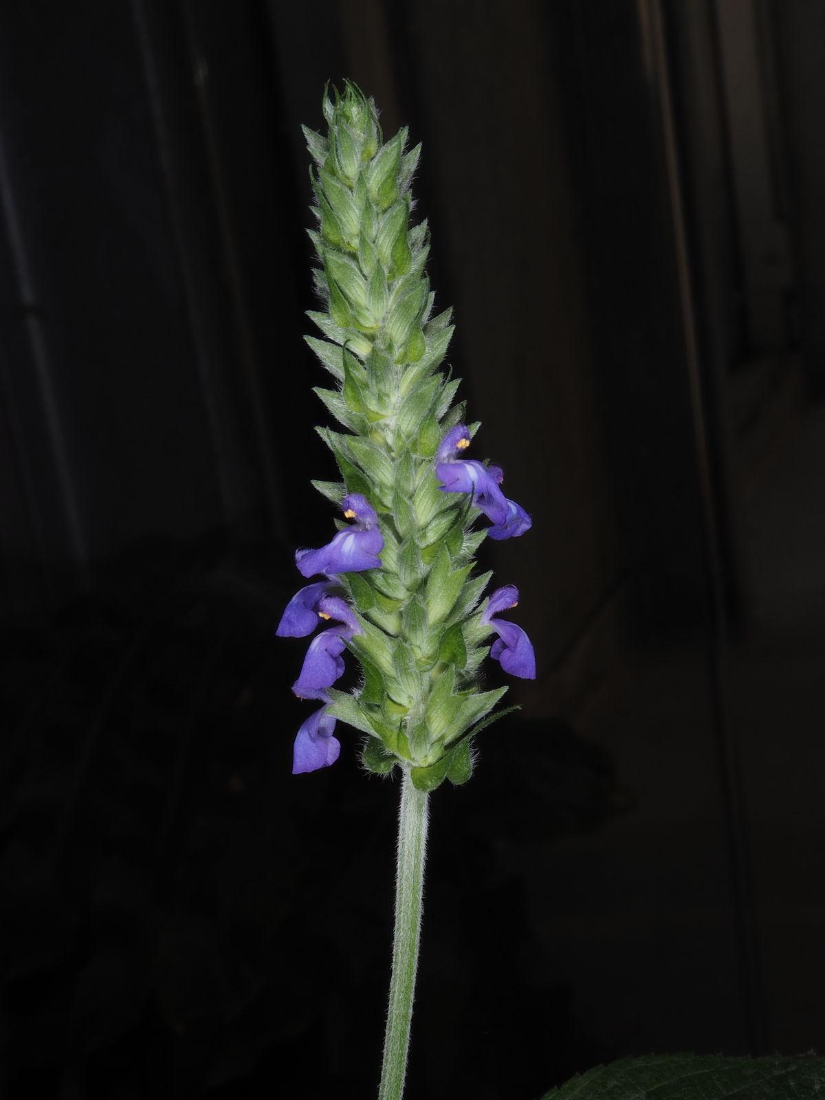 Salvia hispanica seed oil 3